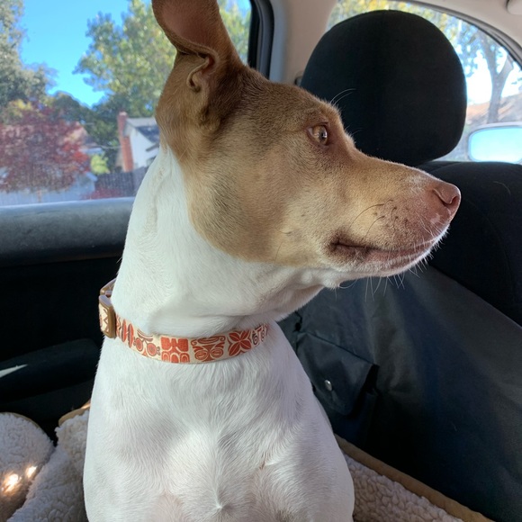 Meet your Posher, Olivia - Picture 5 of 11